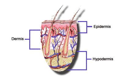 Skin Layers Picture